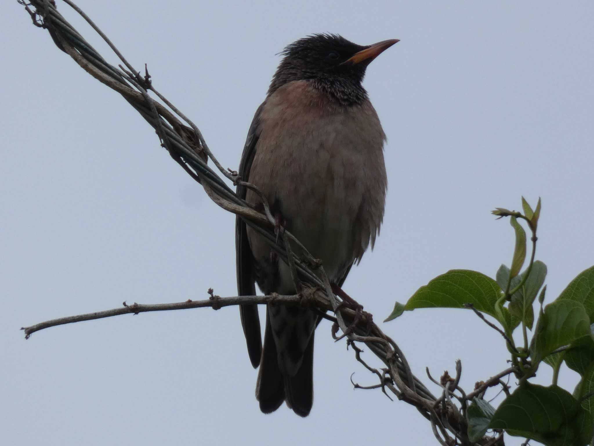 Photo of Rosy Starling at Yoron Island by あおこん