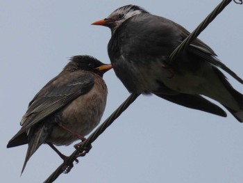 Rosy Starling Yoron Island Tue, 4/7/2020