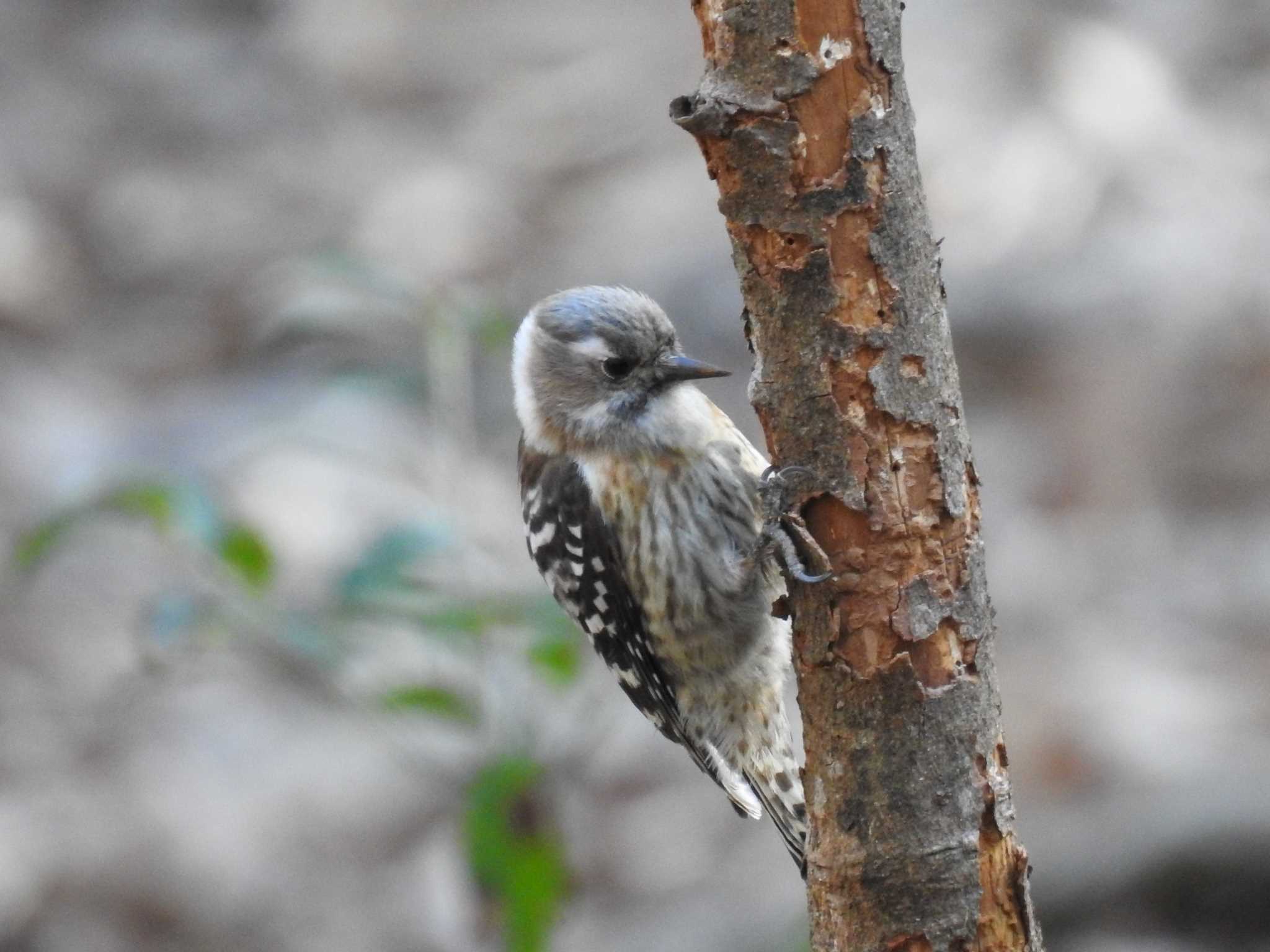 Japanese Pygmy Woodpecker