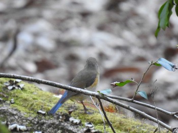 2020年4月7日(火) 京都市宝ヶ池公園の野鳥観察記録