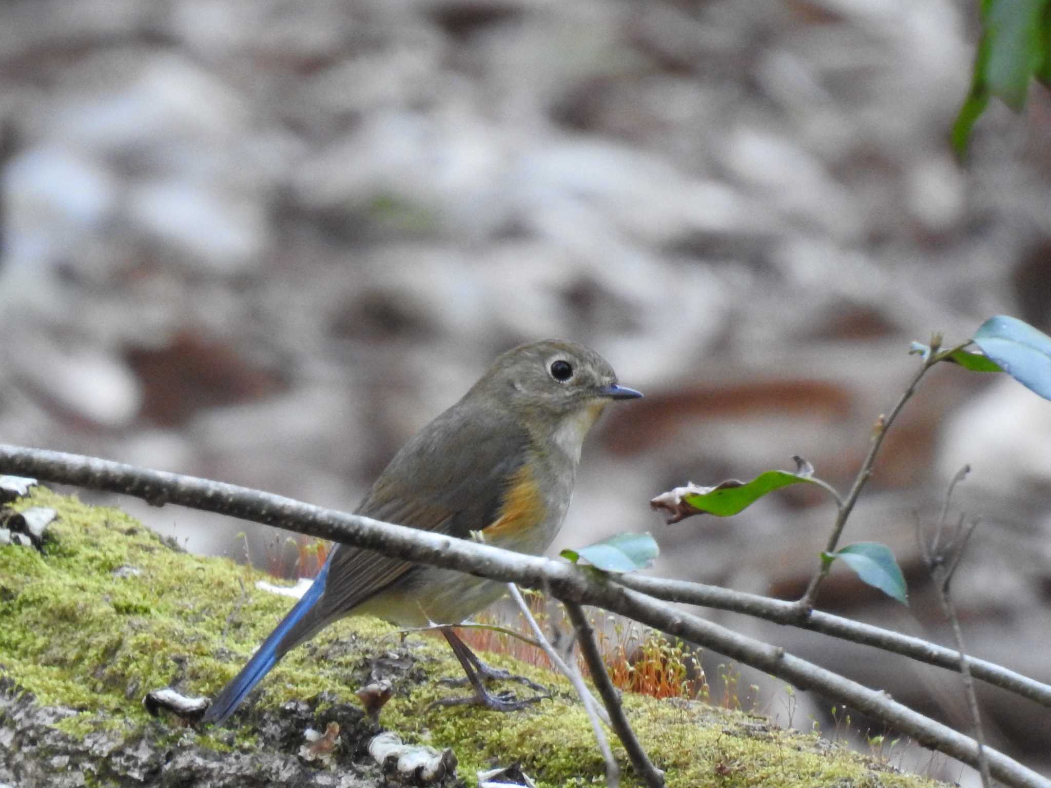 Red-flanked Bluetail