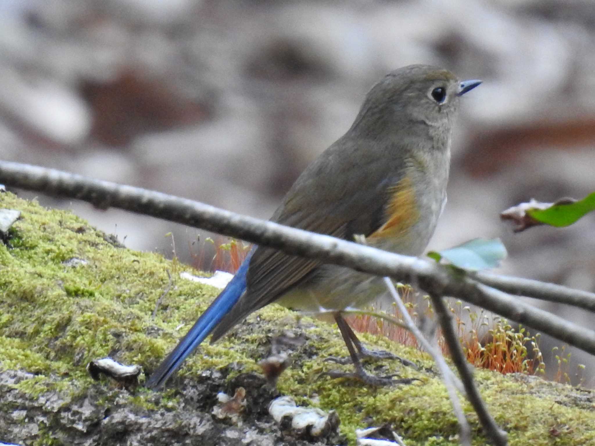 Red-flanked Bluetail