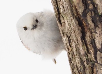 Long-tailed tit(japonicus) Asahiyama Memorial Park Thu, 4/30/2020