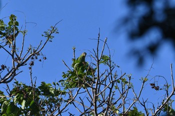 Red-cheeked Parrot Iron Range National Park Tue, 10/15/2019