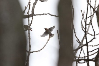 2016年3月20日(日) 鳥沼公園の野鳥観察記録