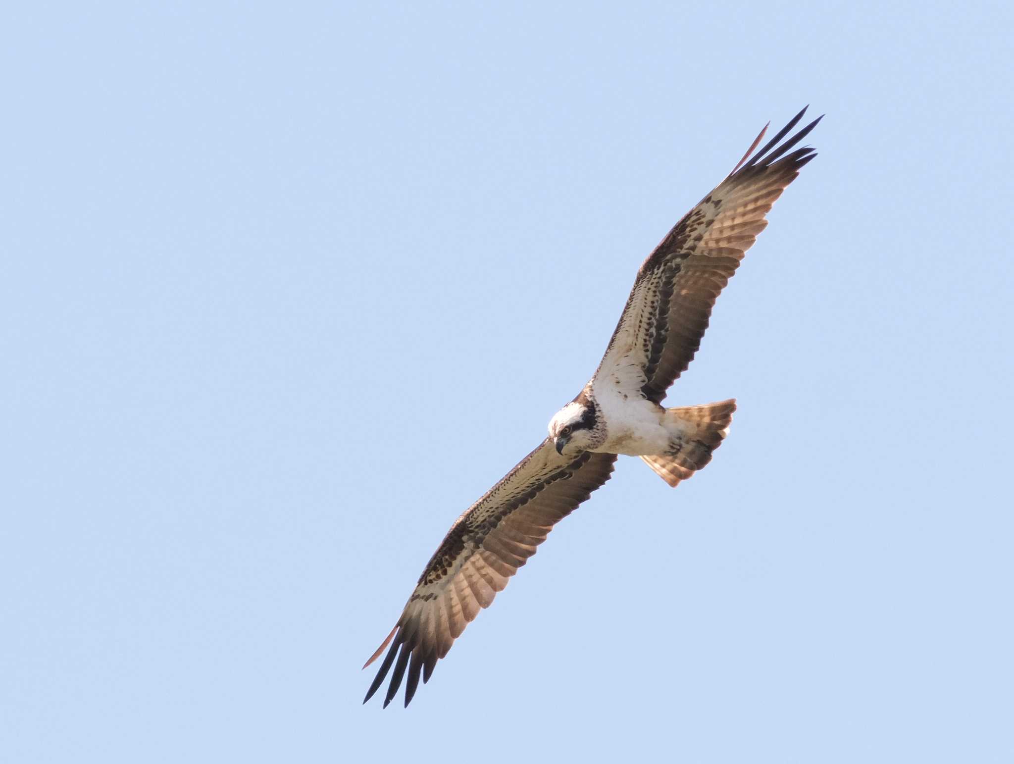 Photo of Osprey at 西宮市 by アカウント4423