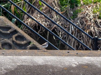 Little Ringed Plover 金井遊水地(金井遊水池) Tue, 4/7/2020