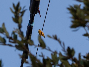 Grey-capped Greenfinch 酒匂川河口 Sun, 4/5/2020