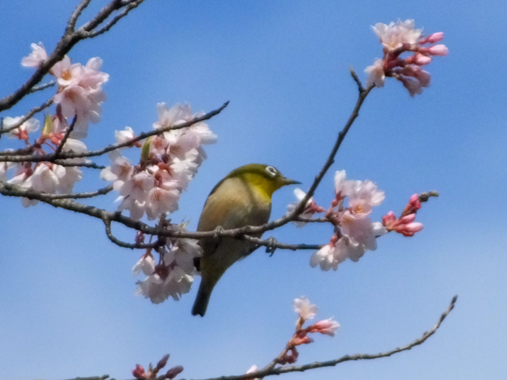 野草園 メジロの写真 by あーるてぃ