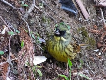 アオジ 野草園 2020年4月7日(火)