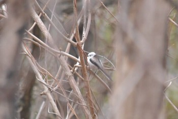 Long-tailed tit(japonicus) 伊達 Wed, 3/23/2016