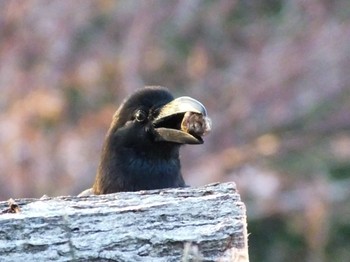 ハシブトガラス 野草園 2020年4月7日(火)