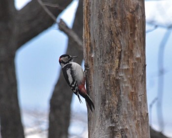 Great Spotted Woodpecker(japonicus) 伊達 Wed, 3/23/2016