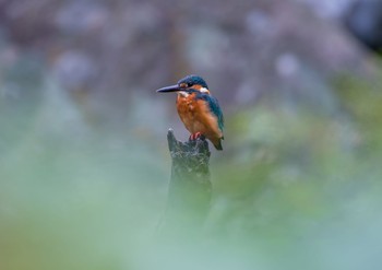 カワセミ 三ツ寺公園 2018年9月23日(日)