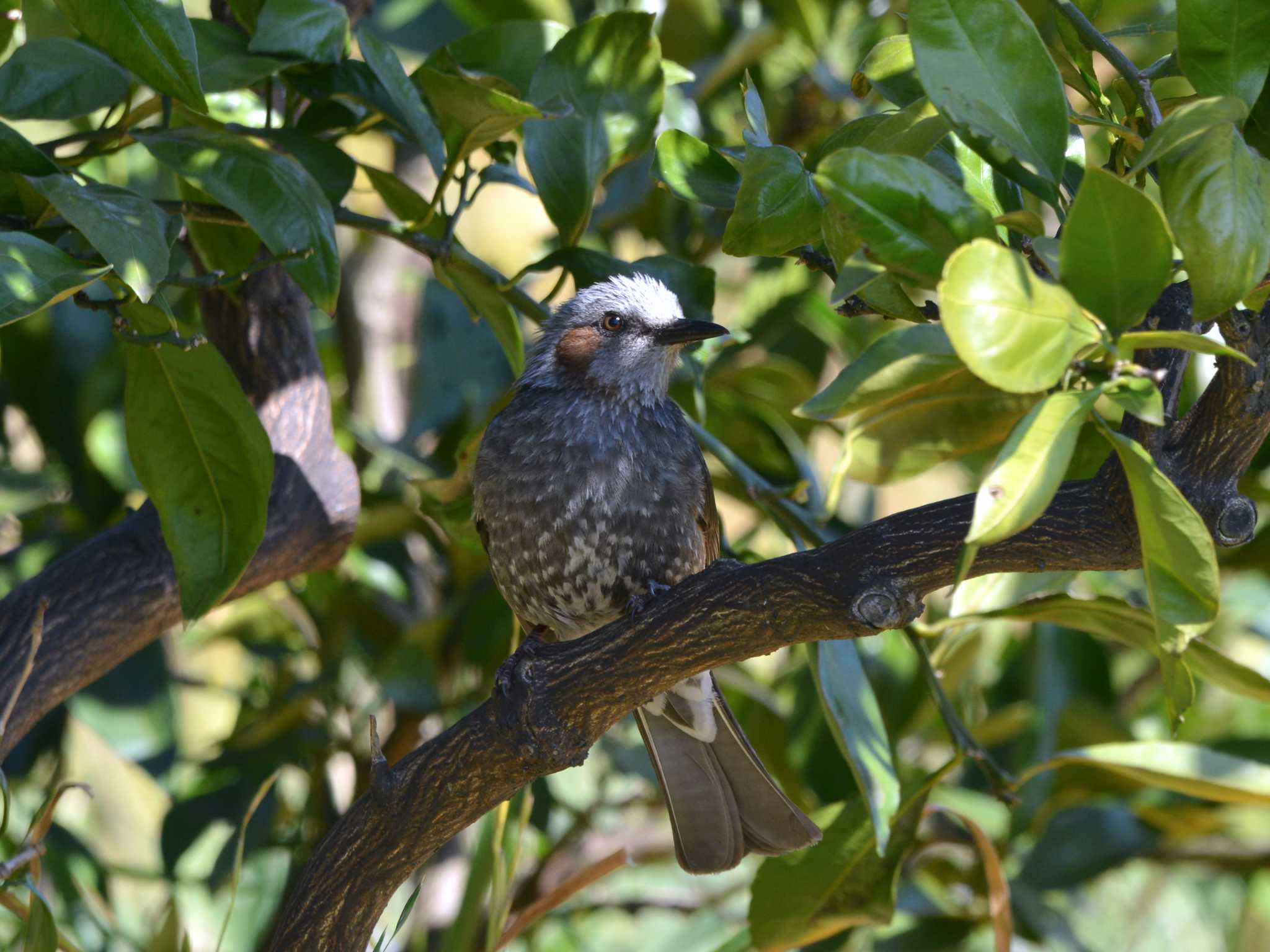 Photo of Brown-eared Bulbul at 加木屋緑地 by ポッちゃんのパパ