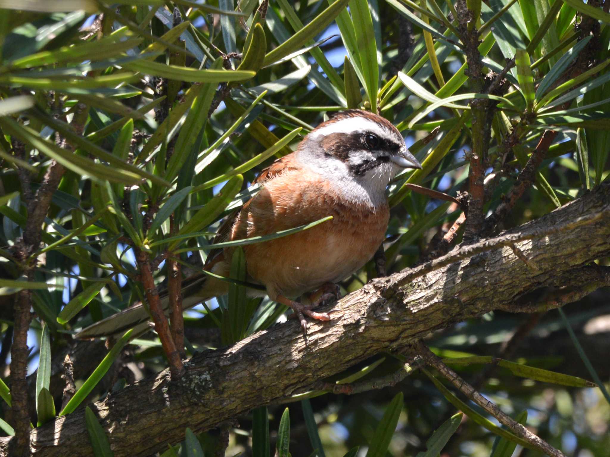 Photo of Meadow Bunting at 加木屋緑地 by ポッちゃんのパパ