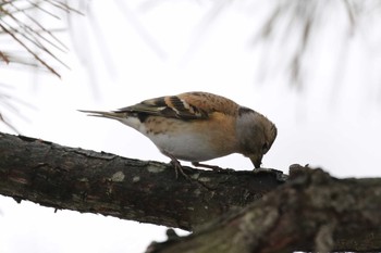 Mon, 4/6/2020 Birding report at 北海道 函館市 東山