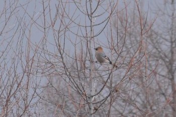 Eurasian Jay(brandtii) 伊達 Wed, 3/23/2016