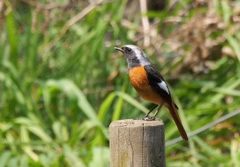 Daurian Redstart Chikozan Park Thu, 4/2/2020