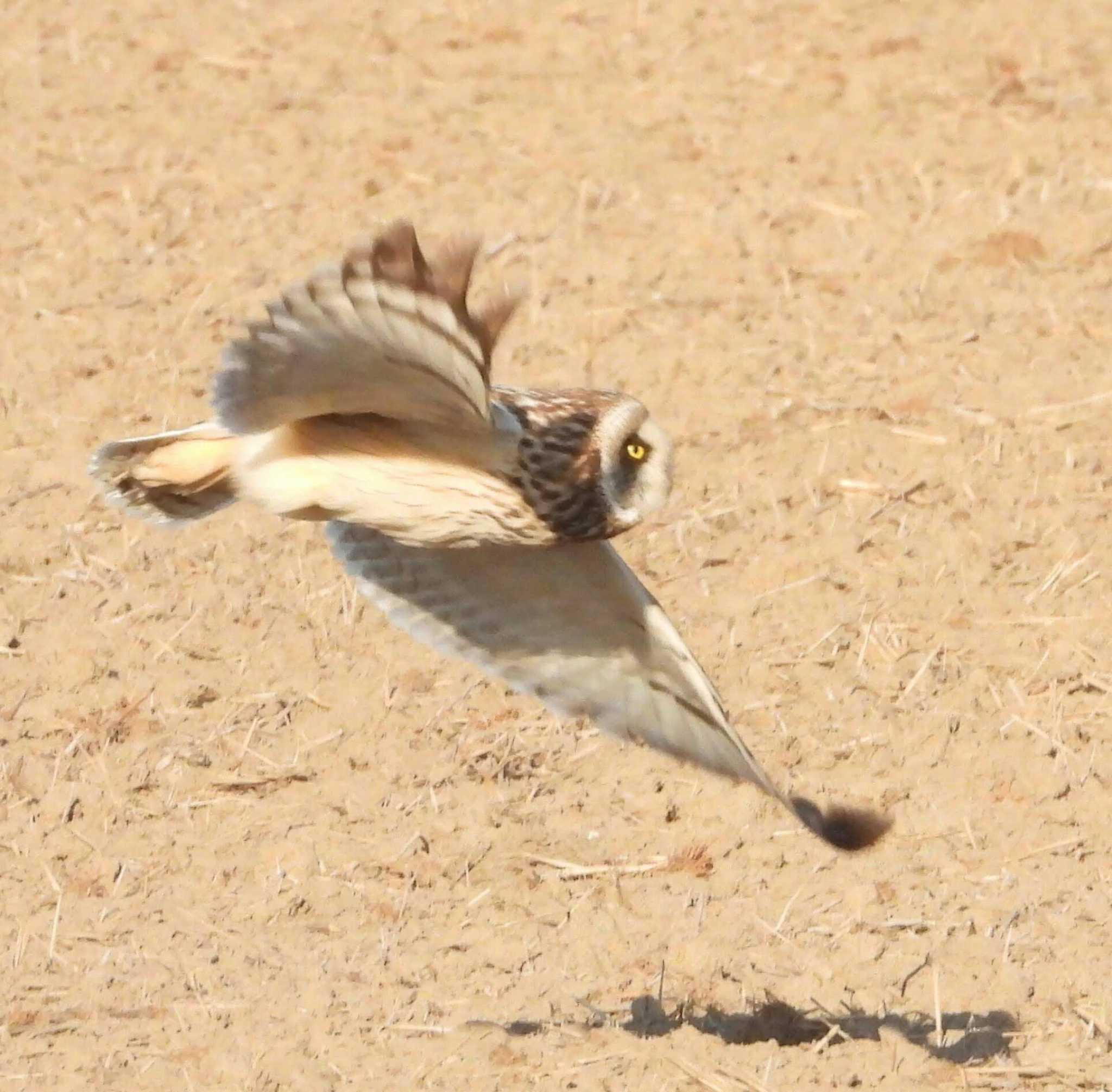  コミミズクの写真 by サジタリウスの眼