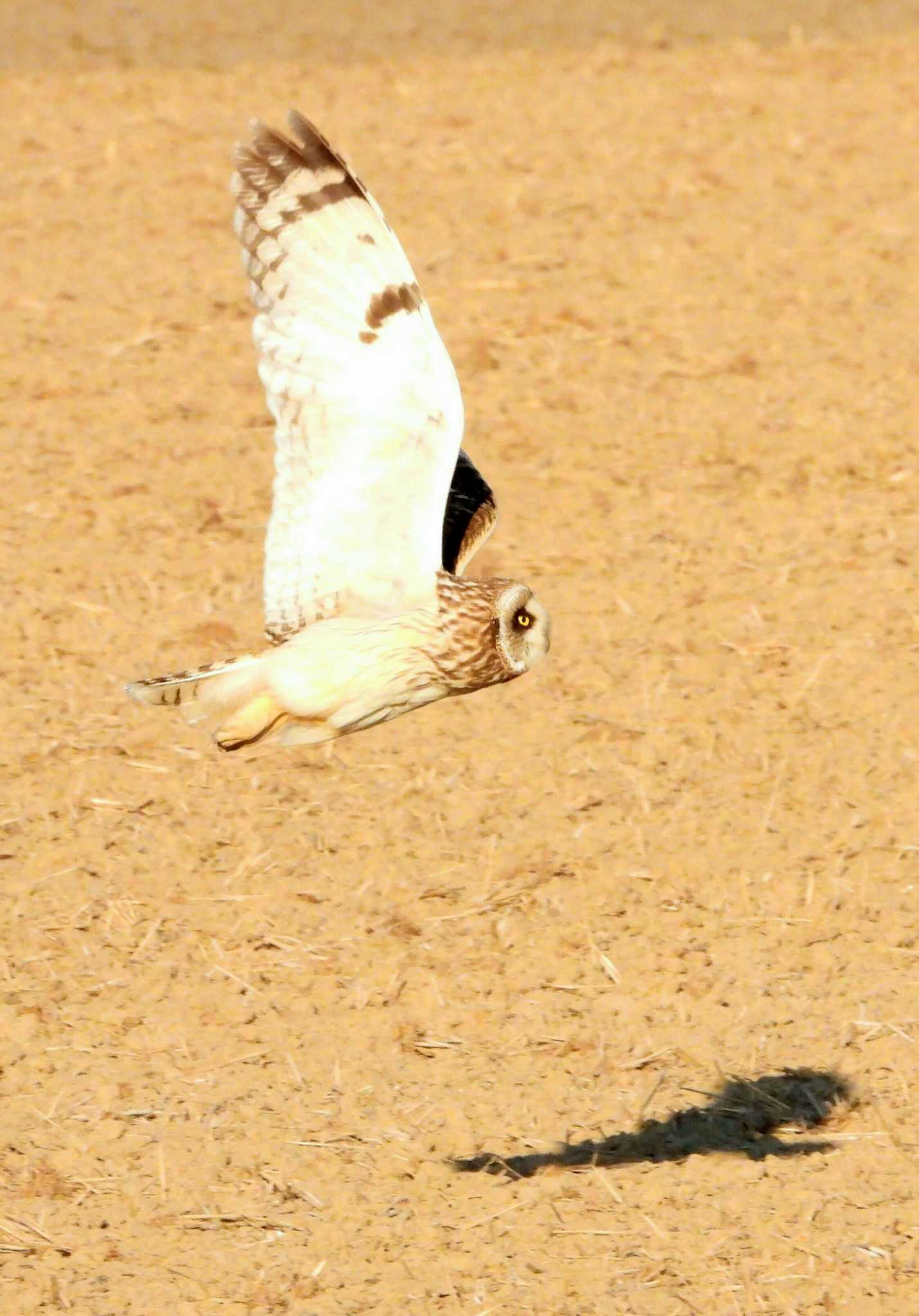  コミミズクの写真 by サジタリウスの眼