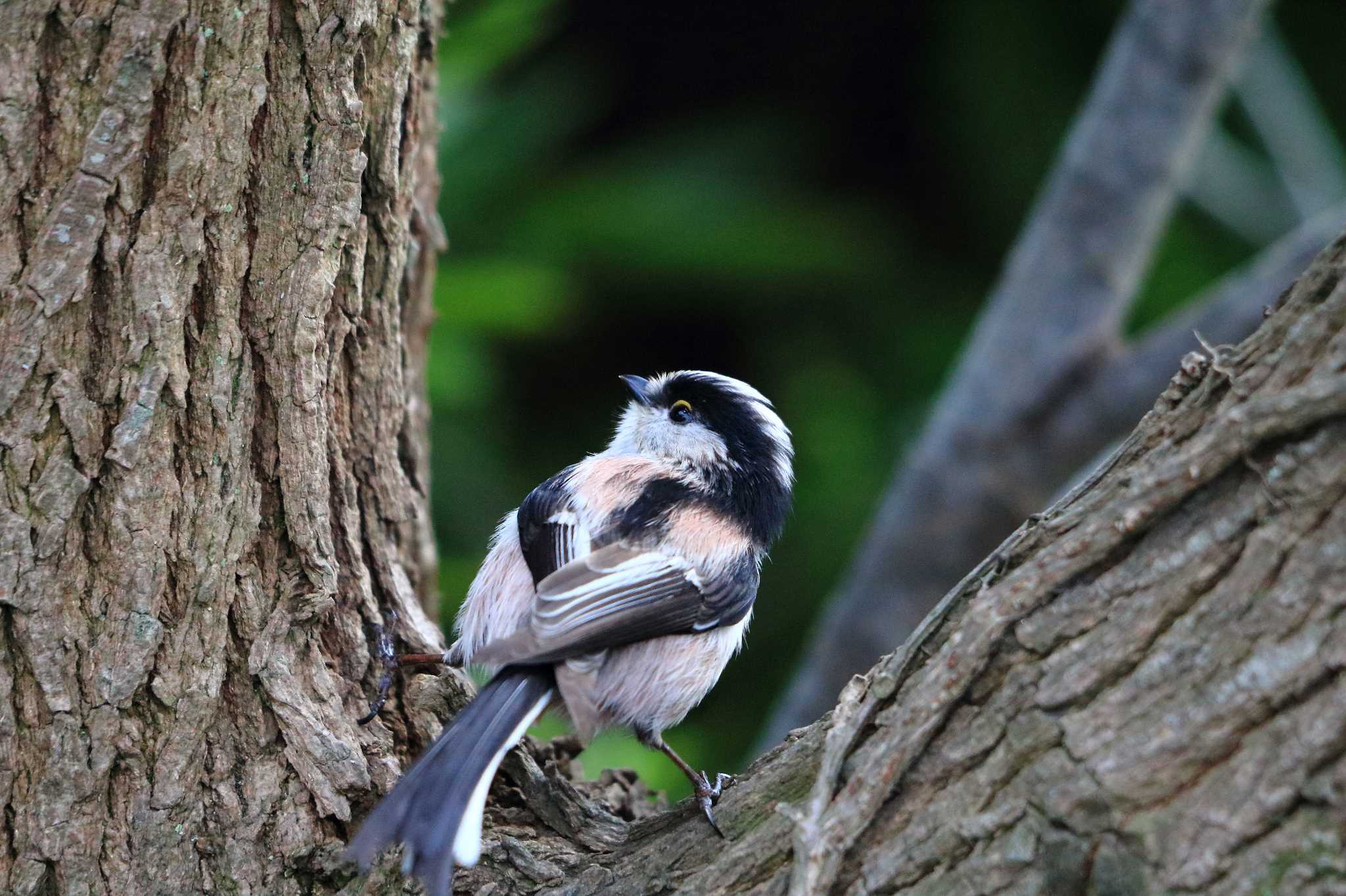 Long-tailed Tit