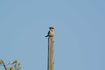 Eurasian Tree Sparrow 西宮港 Tue, 4/7/2020