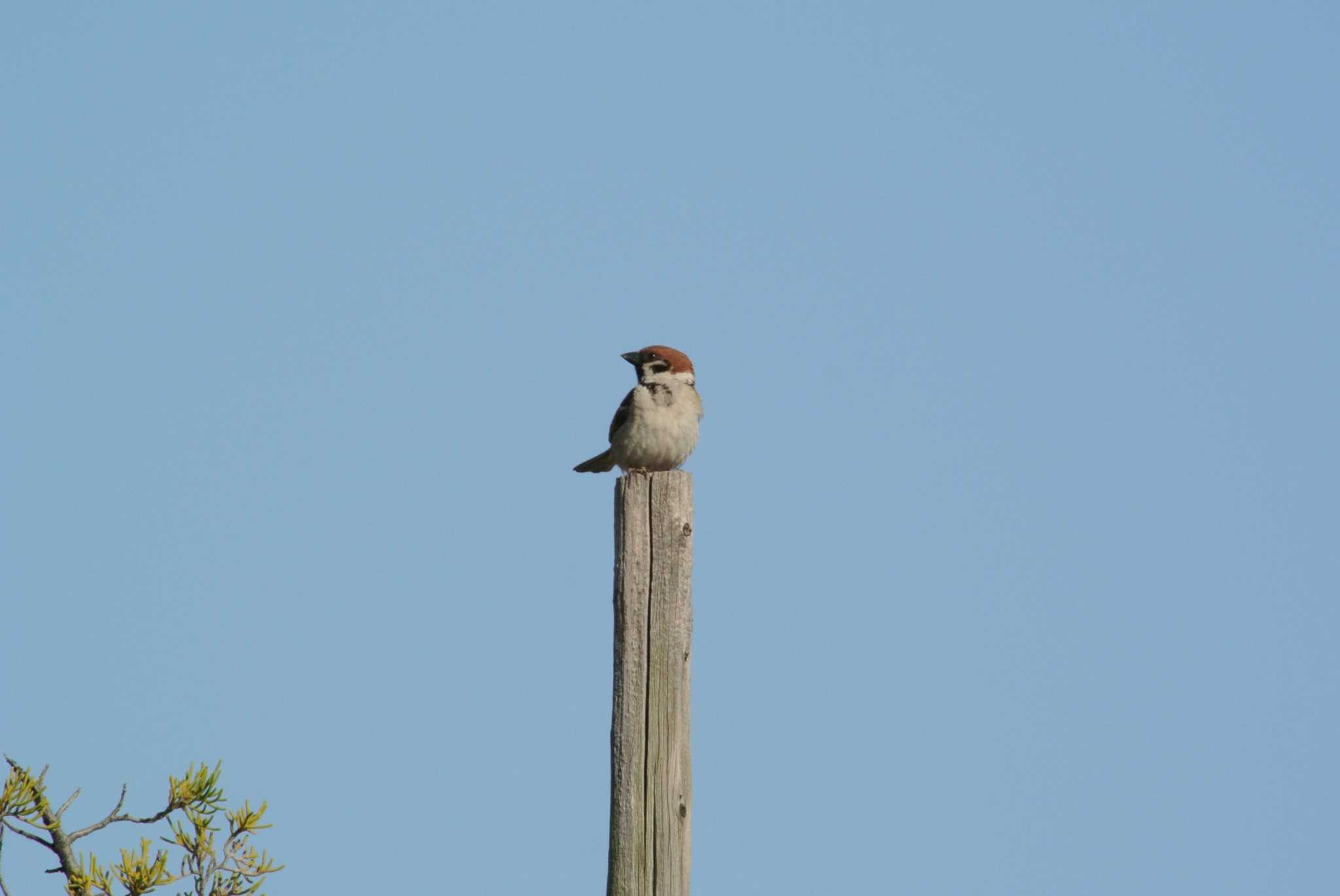 Photo of Eurasian Tree Sparrow at 西宮港 by Daguchan