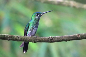 ミドリボウシテリハチドリ Galería de Colibries y Restaurante Cinchona(Costa Rica) 2019年9月24日(火)