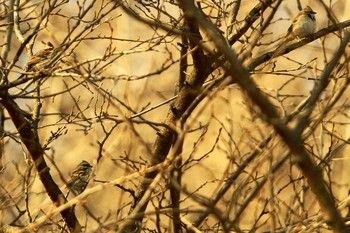 Rustic Bunting 群馬県 Wed, 3/25/2020