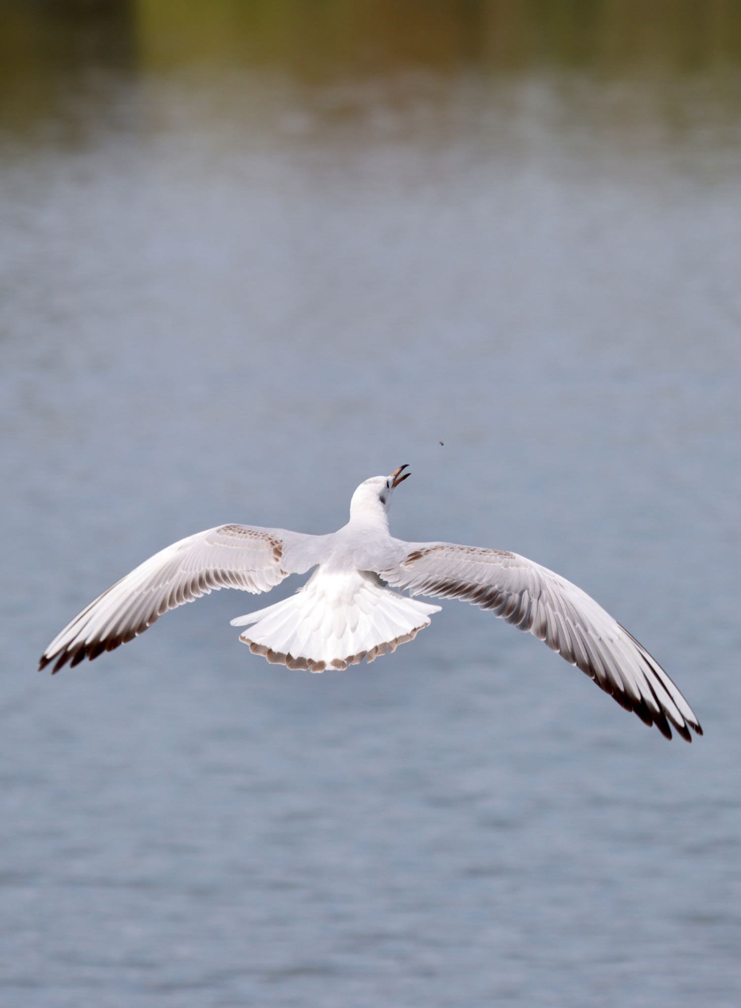 Photo of Black-headed Gull at 彩湖 by アカウント3280