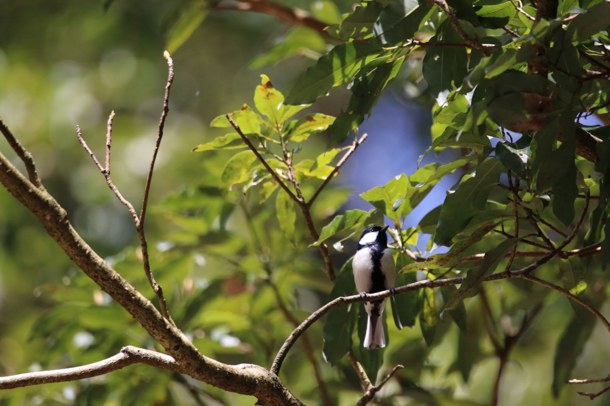 Photo of Japanese Tit at 春日山原始林 by ひさにゃん