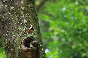 Tue, 4/7/2020 Birding report at 春日山原始林