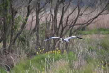 2020年4月7日(火) ゆうゆう公園の野鳥観察記録