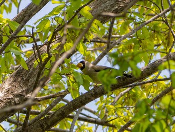 Japanese Grosbeak Yatoyama Park Wed, 4/8/2020