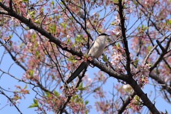 オナガ 水元公園 2020年4月8日(水)