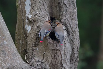 Japanese Waxwing Unknown Spots Wed, 3/18/2015