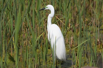 ダイサギ 水元公園 2020年4月8日(水)