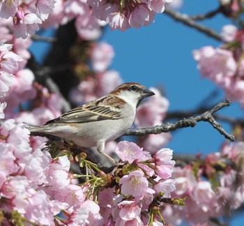 ニュウナイスズメ 埼玉県 2020年3月12日(木)