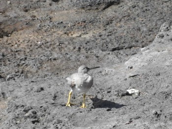 Wandering Tattler Unknown Spots Unknown Date