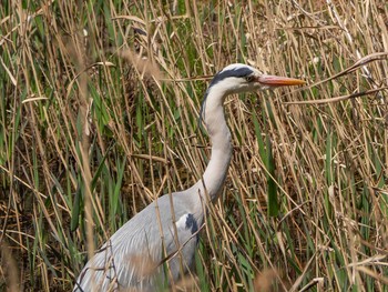 Grey Heron Yatoyama Park Wed, 4/8/2020