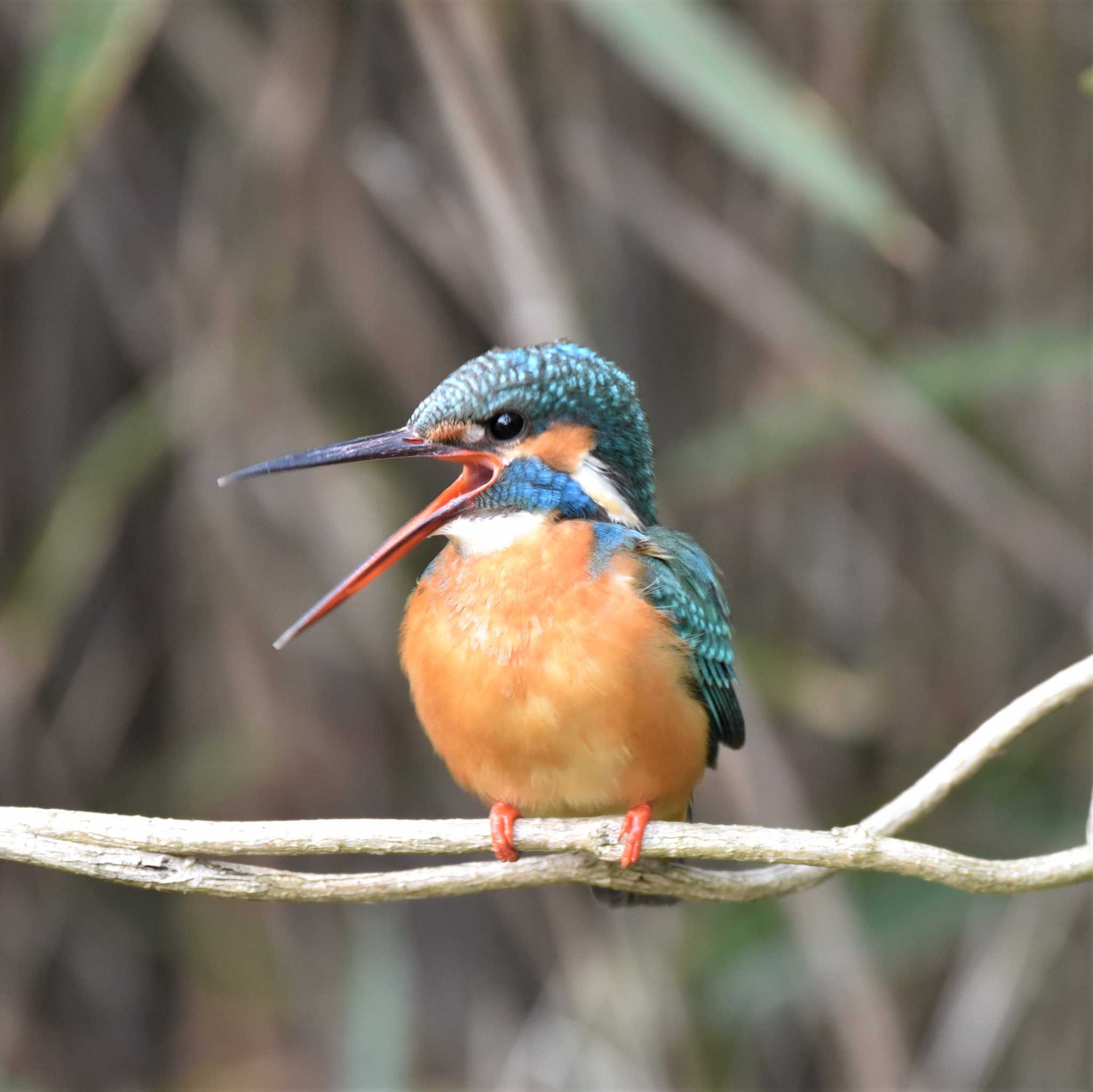 Photo of Common Kingfisher at 横浜市 by MASA.K