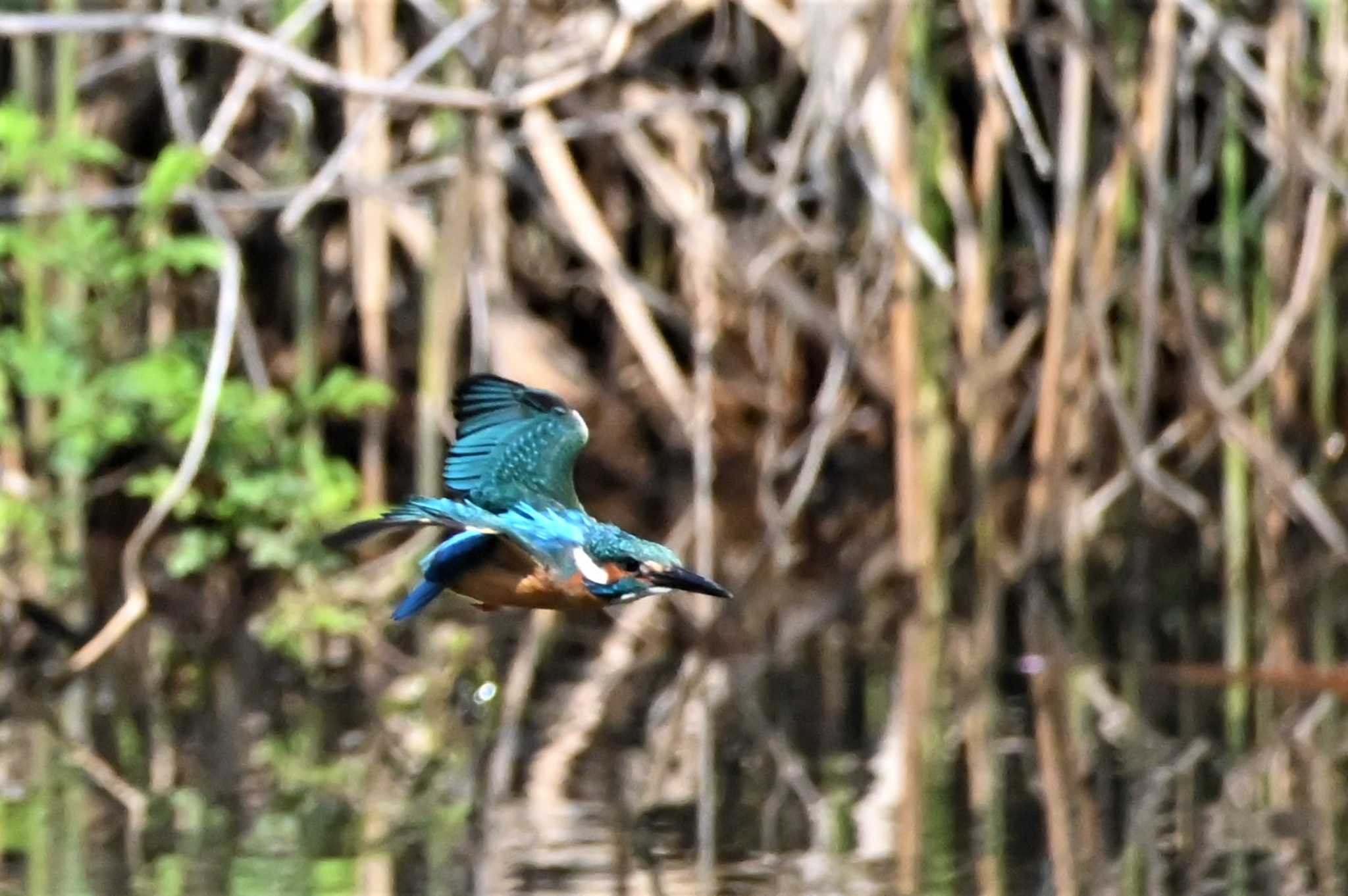 Photo of Common Kingfisher at 横浜市 by MASA.K