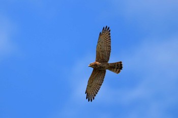 Grey-faced Buzzard あやまる岬 Tue, 1/28/2020