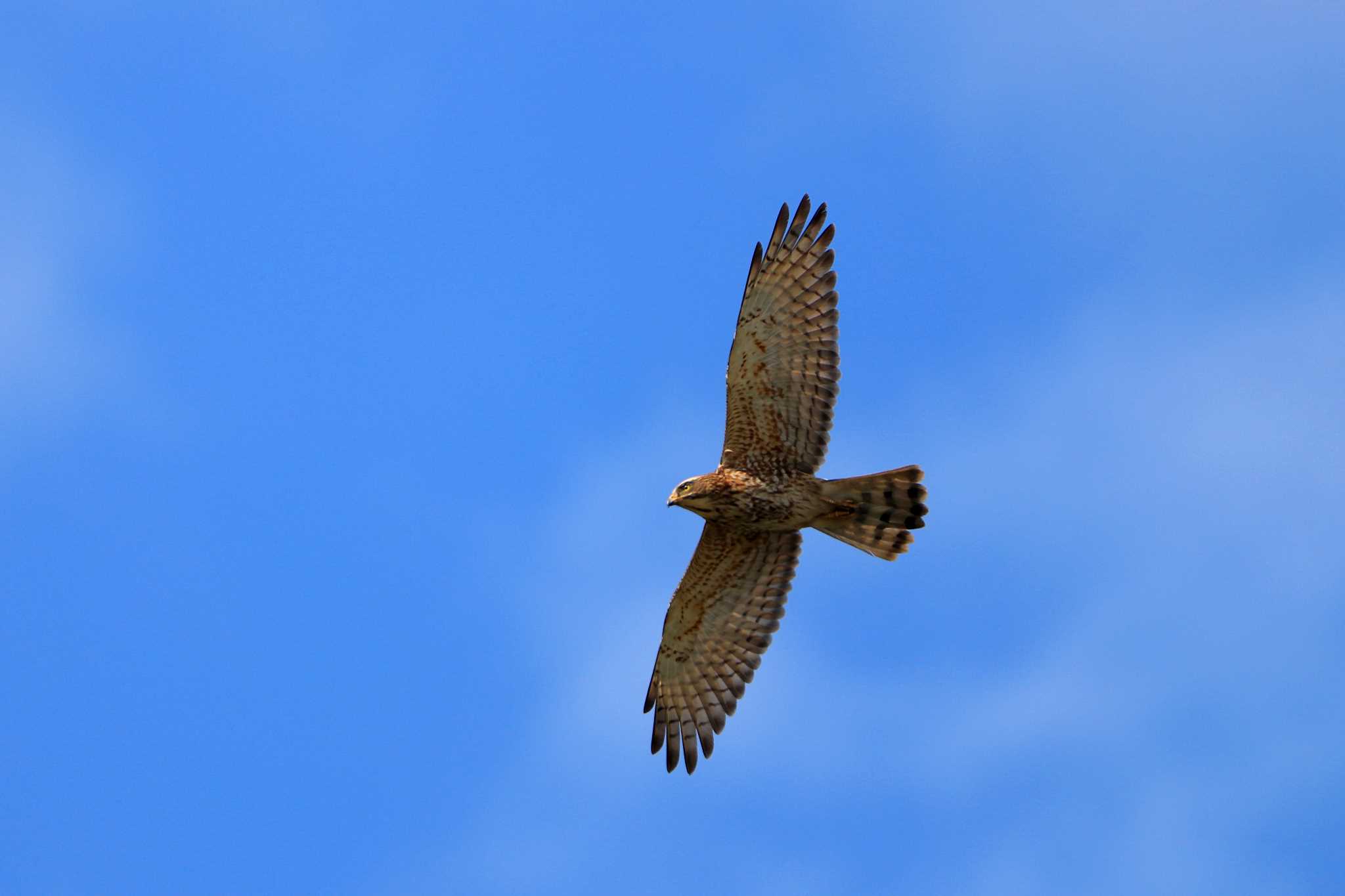 Grey-faced Buzzard