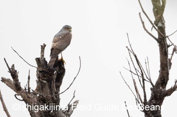 Japanese Sparrowhawk(iwasakii) Ishigaki Island Wed, 4/8/2020