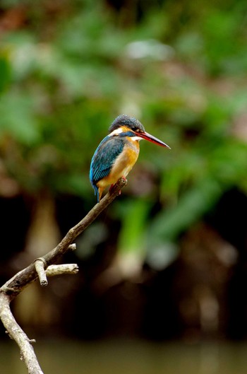 Common Kingfisher 和田堀公園 Sun, 3/20/2016