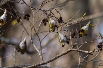 Eurasian Siskin 奥多摩 Wed, 3/23/2016