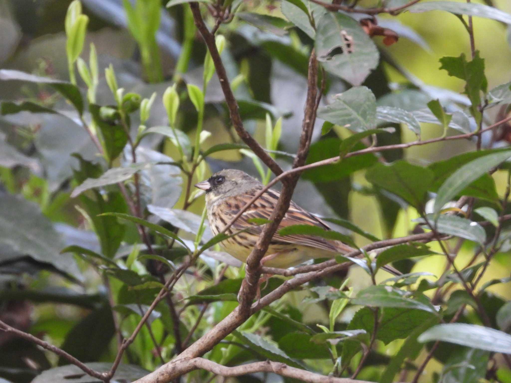 Photo of Masked Bunting at 東京都品川区 by avemania