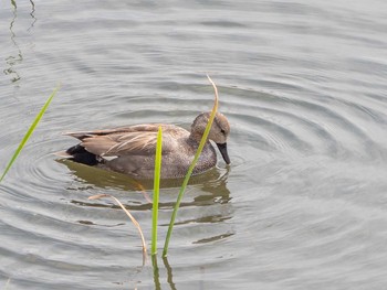 Gadwall 金井遊水地(金井遊水池) Tue, 4/7/2020